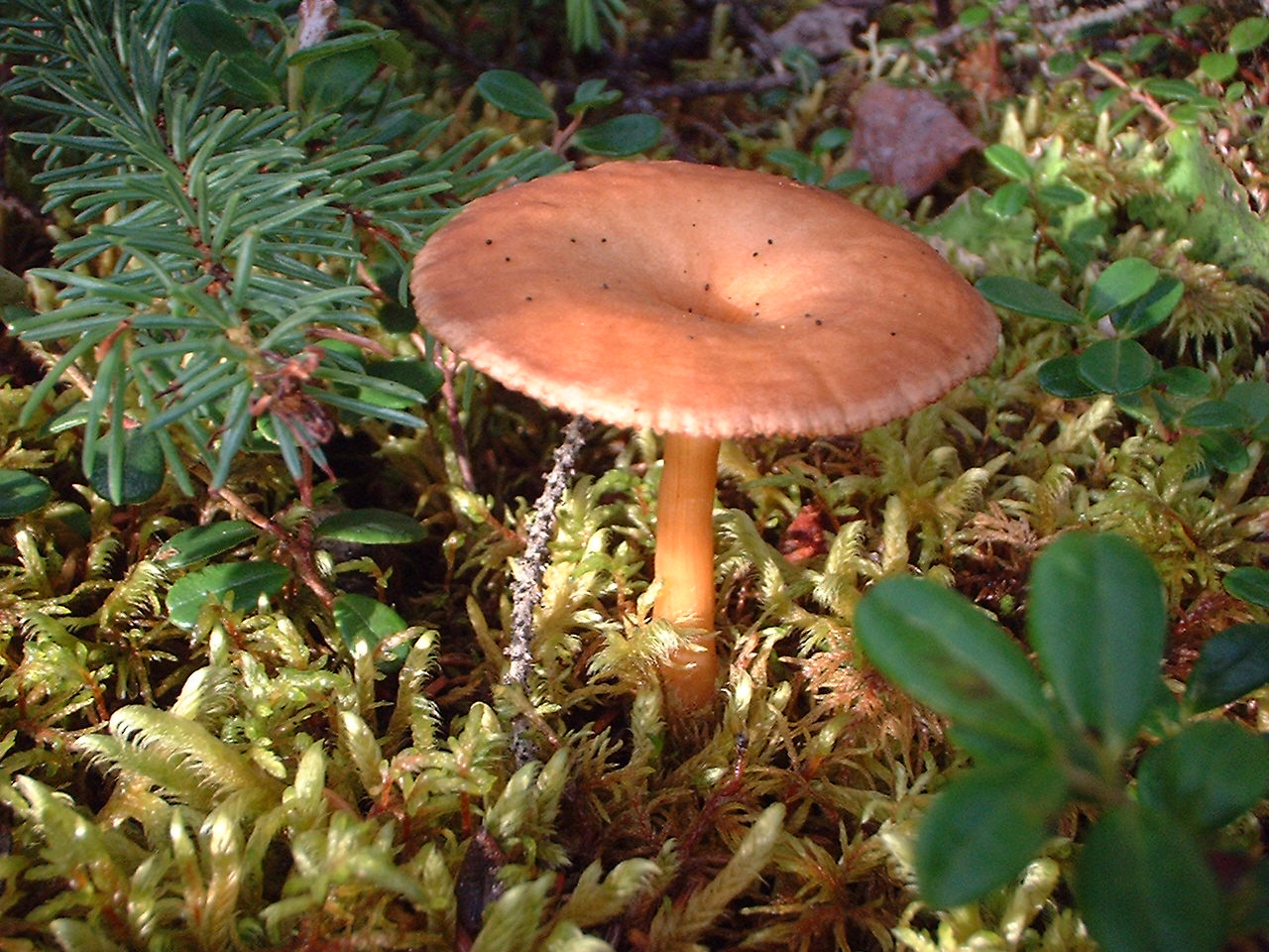 Mushroom in Alaskan boreal forest